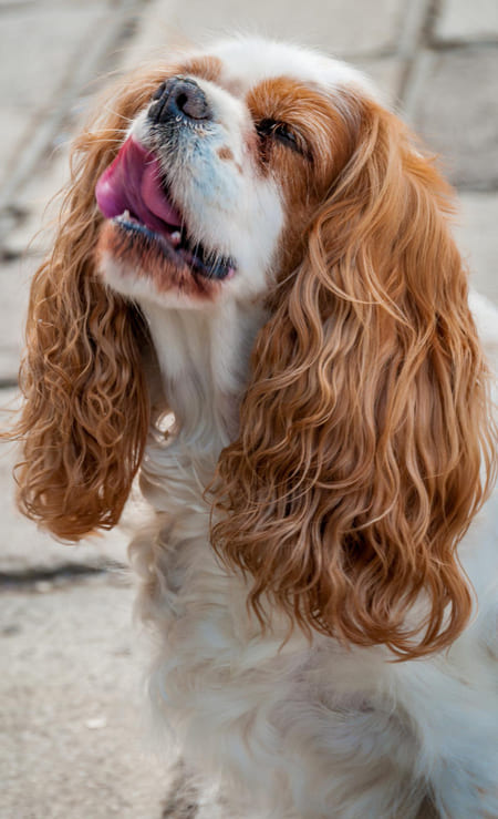 Guía de imágenes y información Cavalier King Charles spaniel