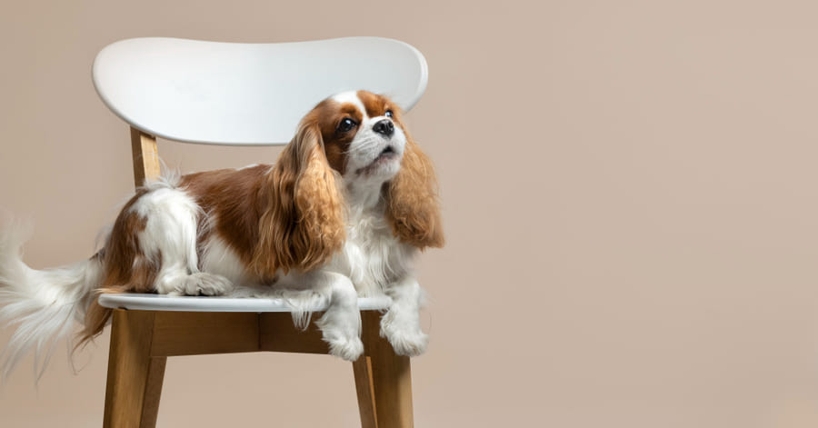 Guía con información y fotos del Cavalier King Charles spaniel