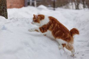 Gatos sin cola