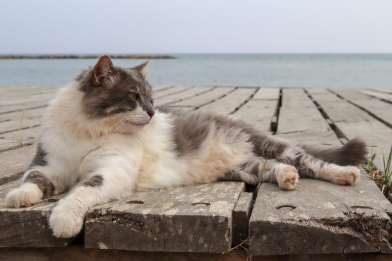 Consejos y guía para irse de vacaciones con gatos
