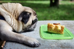 Alimentos prohibidos para perros