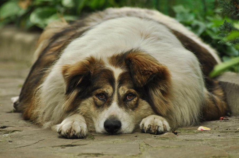 obesidad en perros