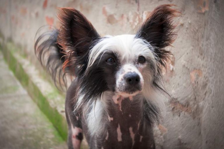 Guía informativa sobre la raza de perro Crestado chino