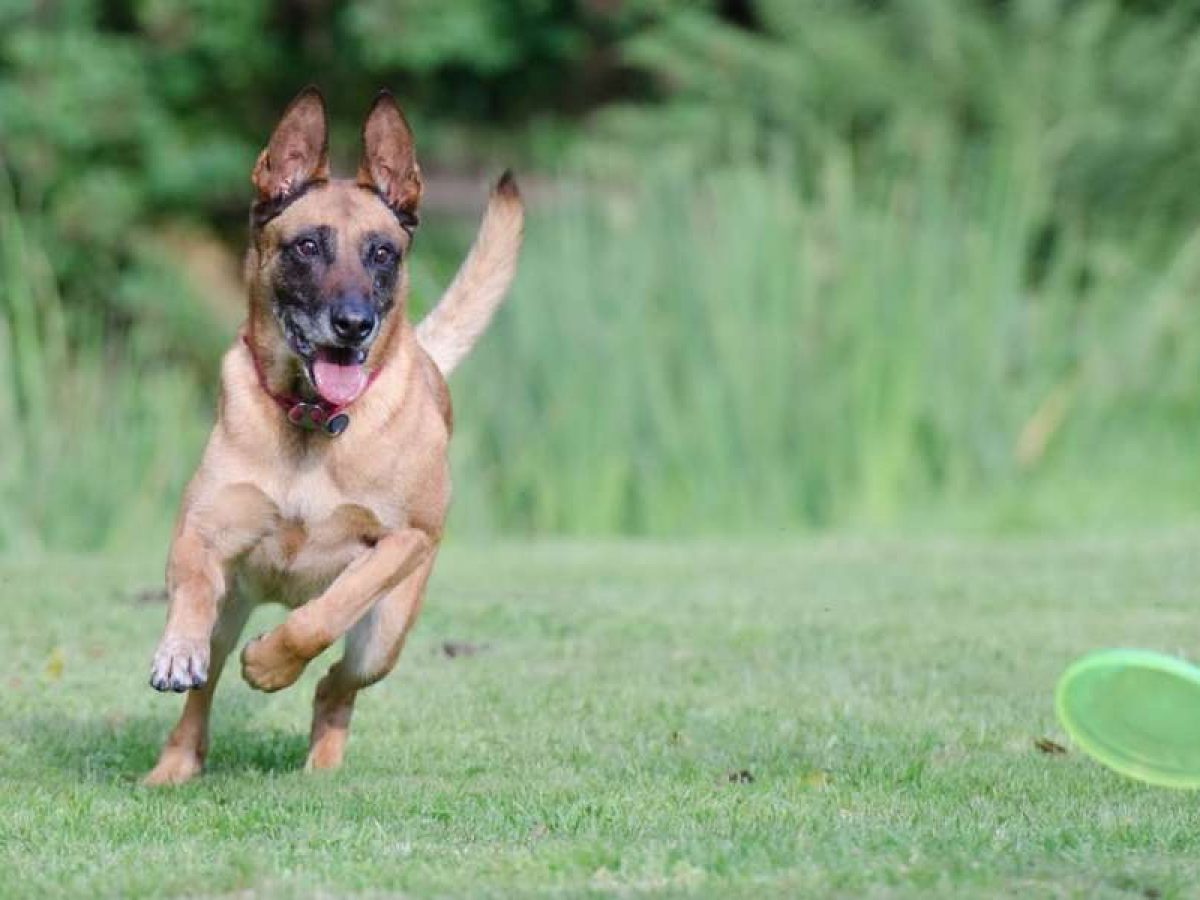 Pastor Belga: Características y Cuidados de esta Raza Pastor Belga: Características y Cuidados de esta Raza