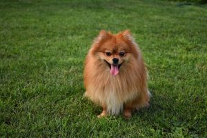 Muda de pelo en perros Pomerania