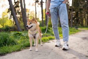 Cómo pasear a un perro