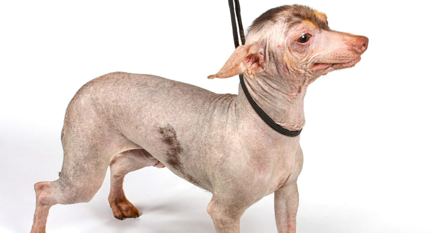 Foto de un cachorro crestado chino