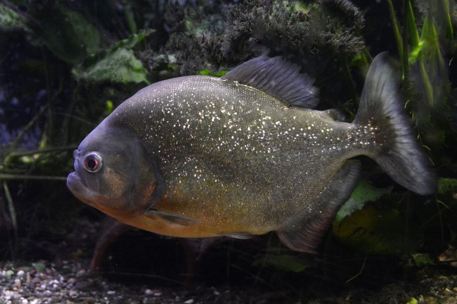 Pirañas-de-acuario