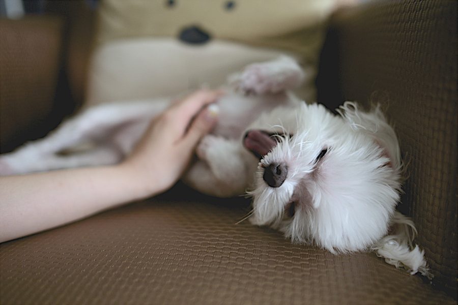 Masajes para perros