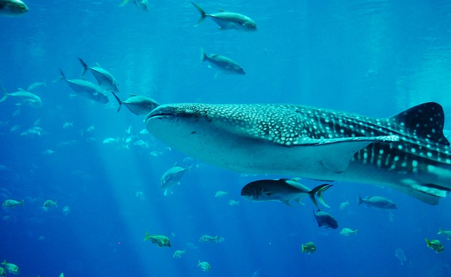 tiburon-ballena-animales-marinos
