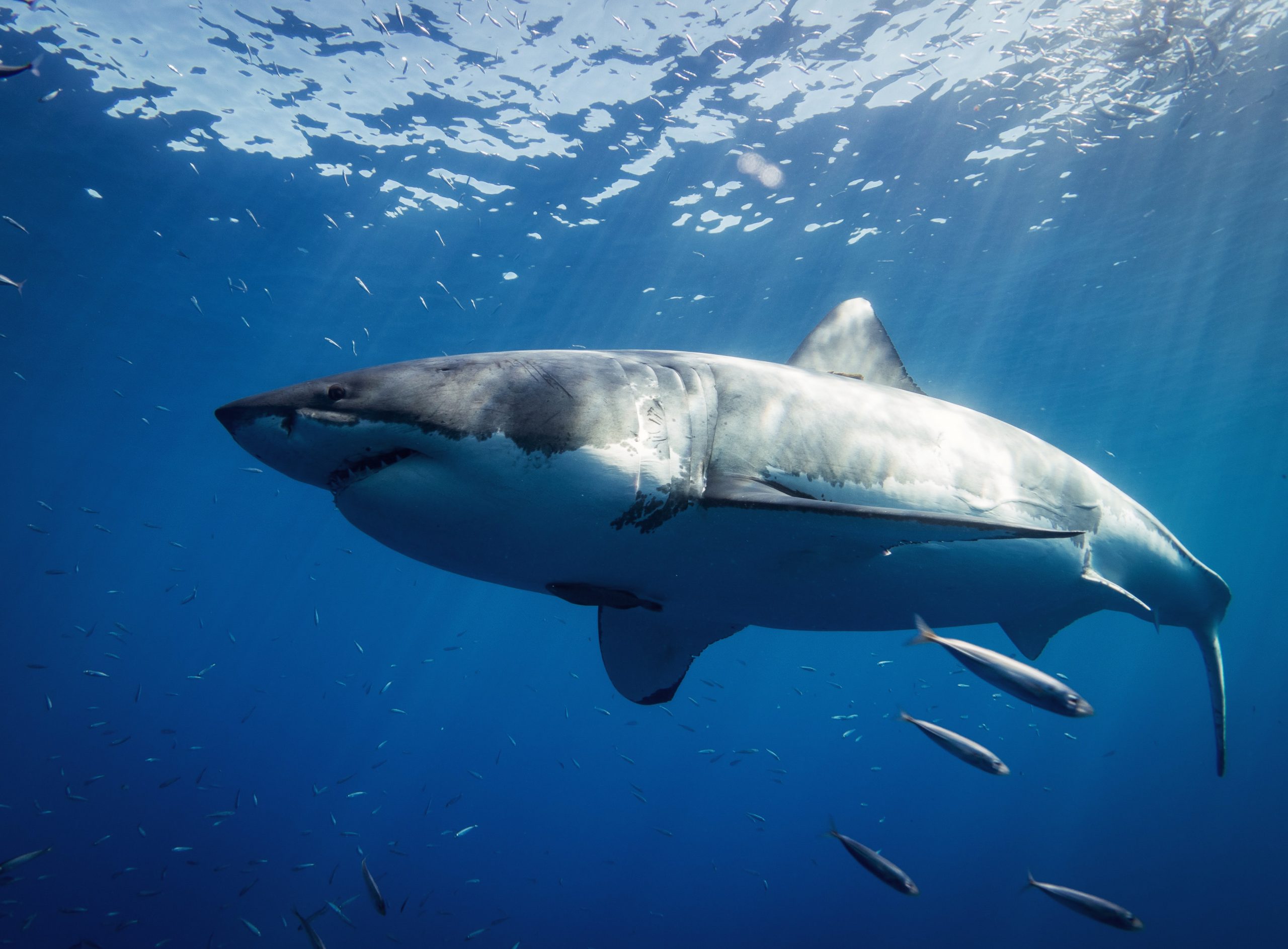 Los Animales Marinos Más Grandes del Mundo - Tiendanimal