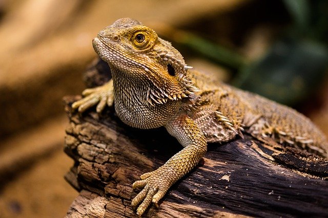 Chelín único vacío Cómo escoger mi primer reptil?