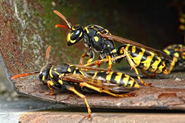 Tipos de Avispas