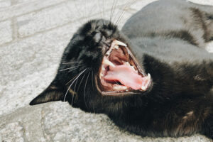 A mi gato le huele el aliento: causas y soluciones