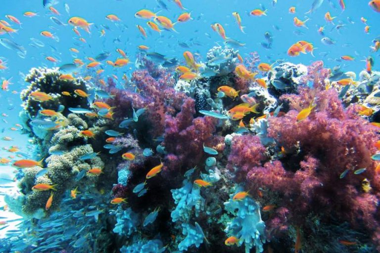 como-respiran-los-peces