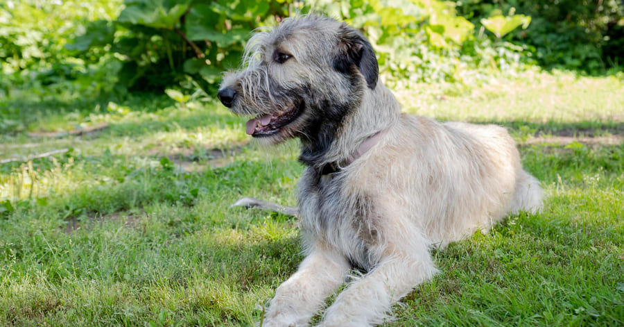 ¿Cuál es el perro más grande del mundo?