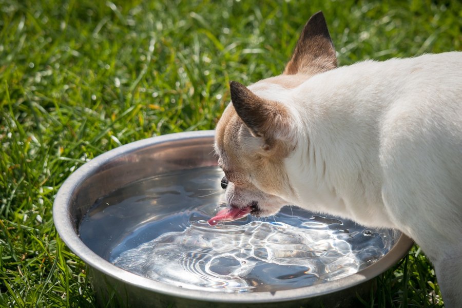 deshidratacion en perros