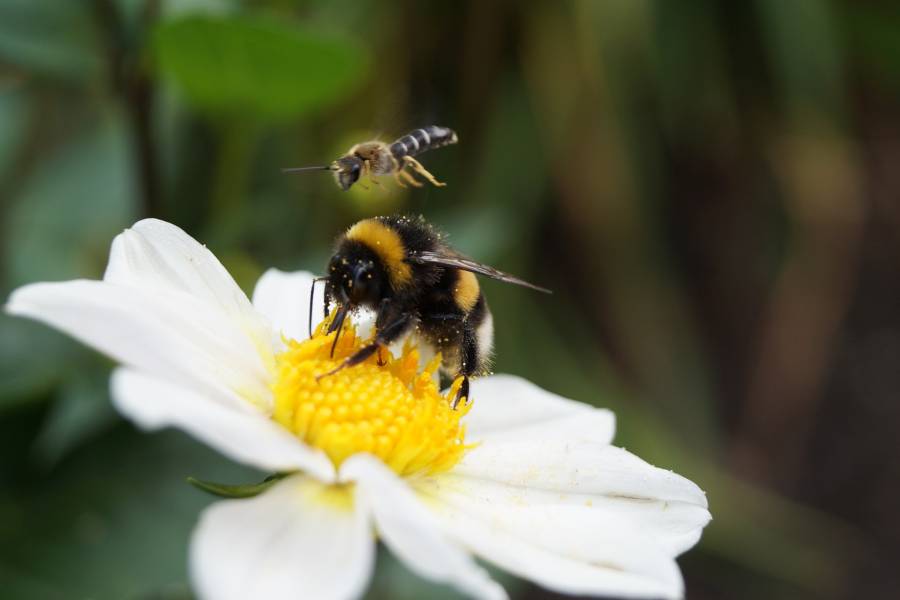 diferencia-entre-avispa-y-abeja