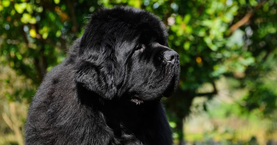 Los perros más gigantes - terranova