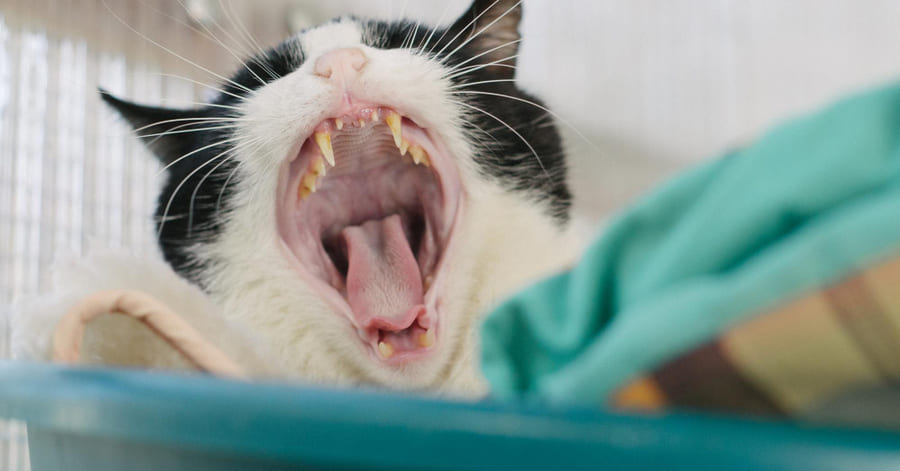¿Qué hacer si a mi gato le huele el aliento?