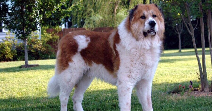 Los mejores perros de raza grande