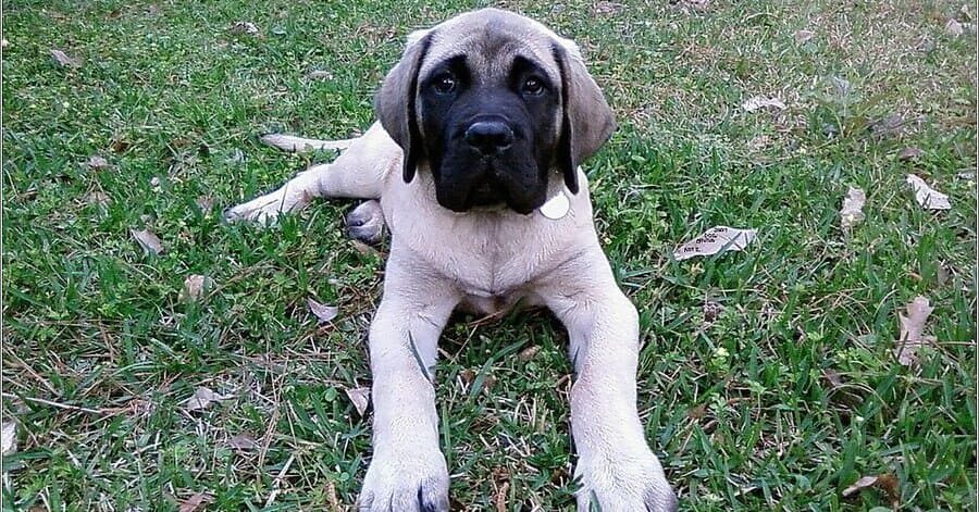 Lista de razas de perros más grandes - mastín inglés