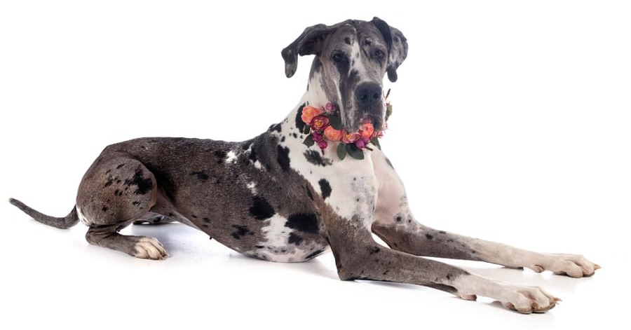 Razas de perros más grandes: gran danés