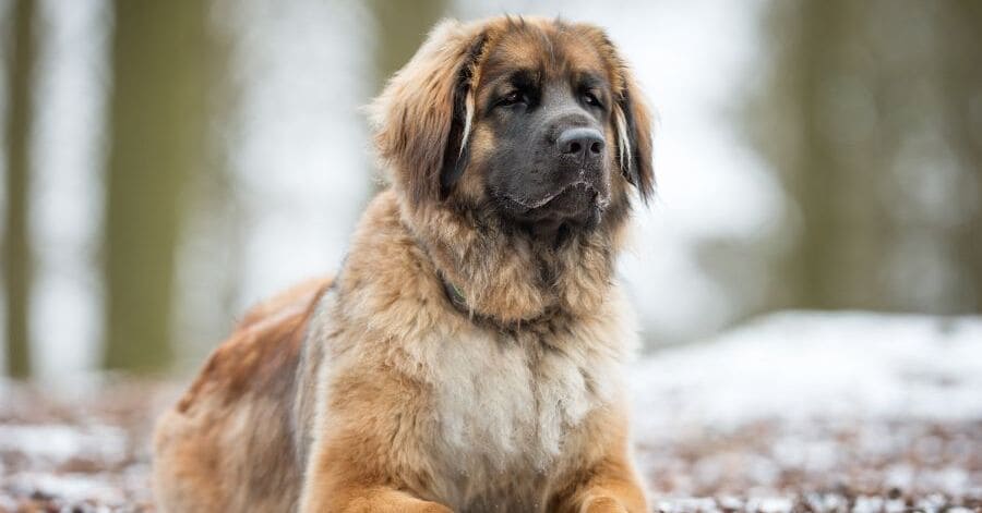 Guía de razas de perros grandes - leonberger