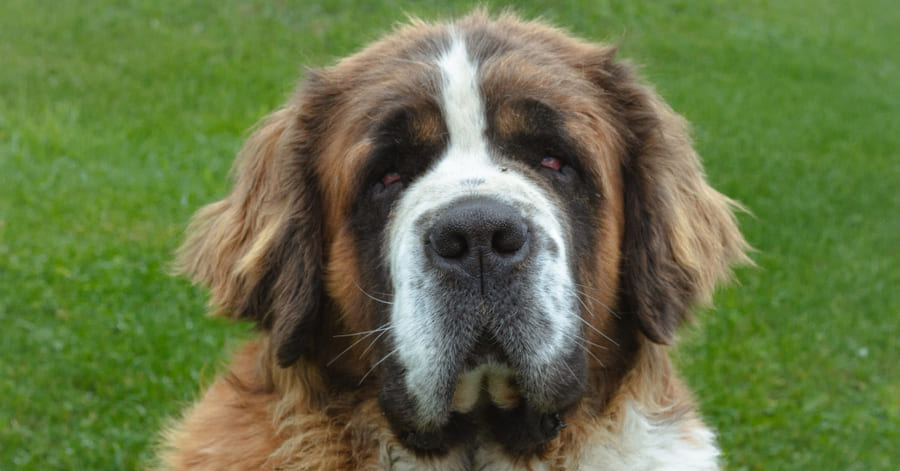 Razas de perros más grandes del mundo: San Bernardo