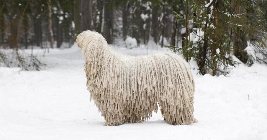 Top razas de perros gigantes como el Komondor