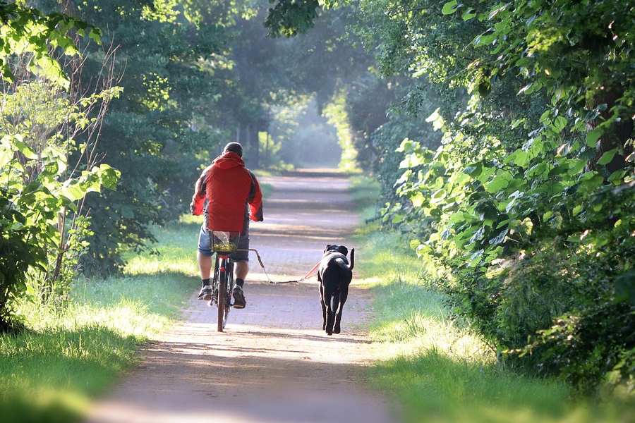 Cómo pasear a un perro en bicicleta