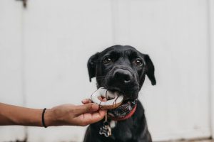 qué pasa si un perro come chocolate