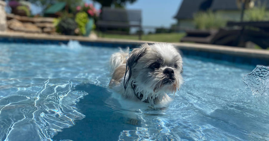 Mejores piscinas para perros en Barcelona y alrededores