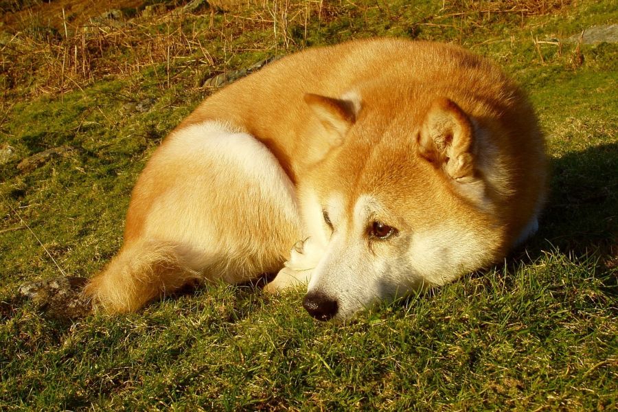 Guia de cuidados y características del shiba inu