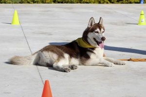 Adiestramiento-Canino-en-Madrid-2