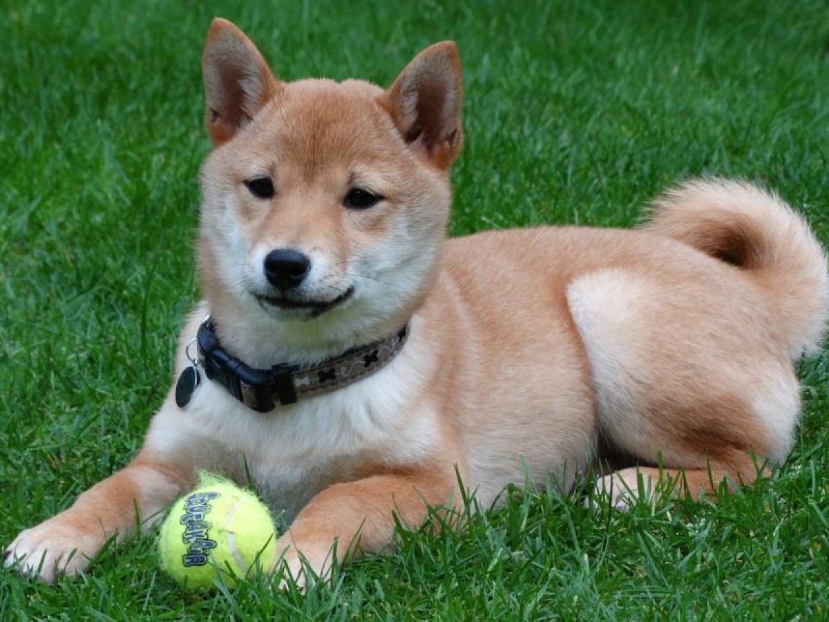 Car cter del Shiba Inu Tiendanimal