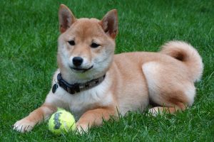 Carácter del Shiba Inu