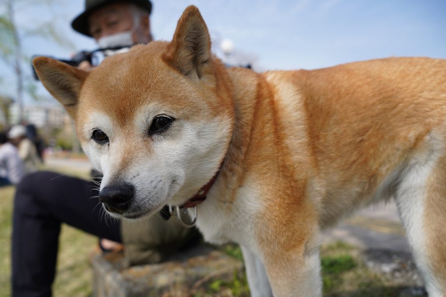 Shiba-Inu-cachorro