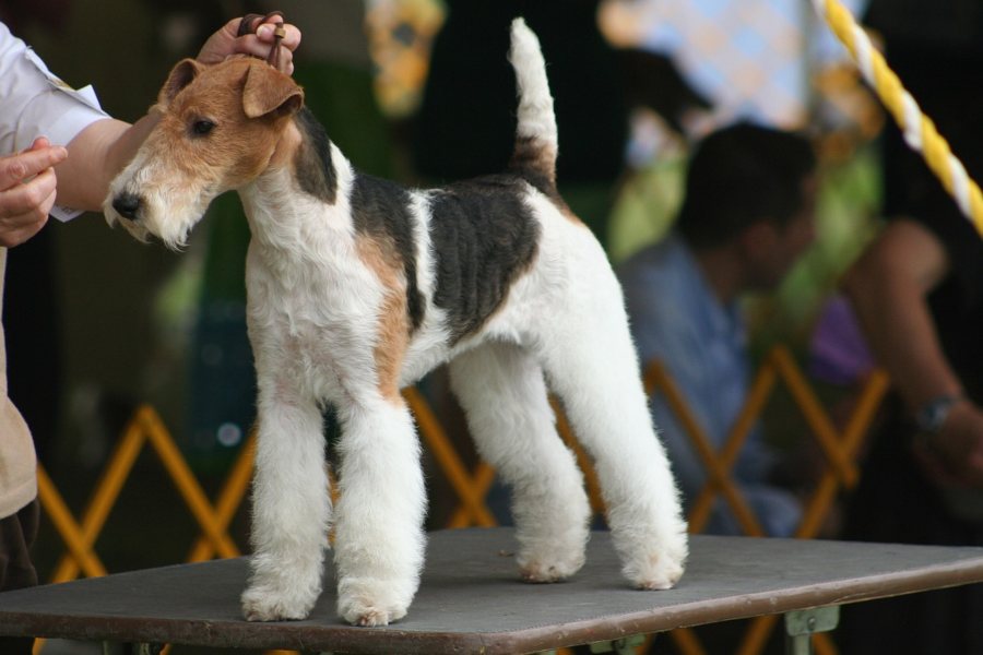 Fox-Terrier-la-energia-hecha-perro