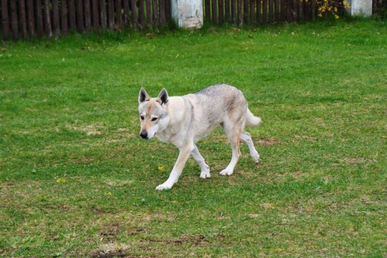 Perro-lobo-checoslovaco