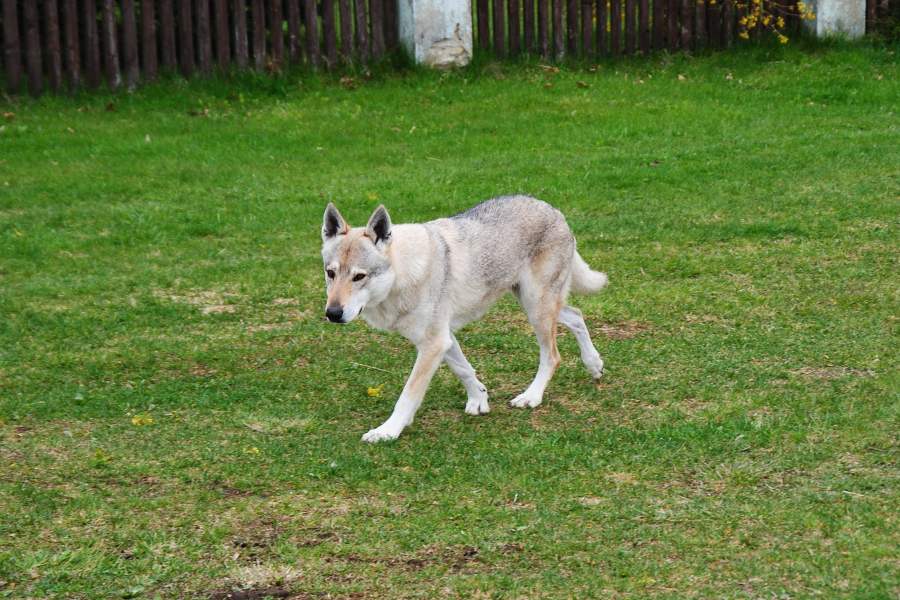 Perro-lobo-checoslovaco