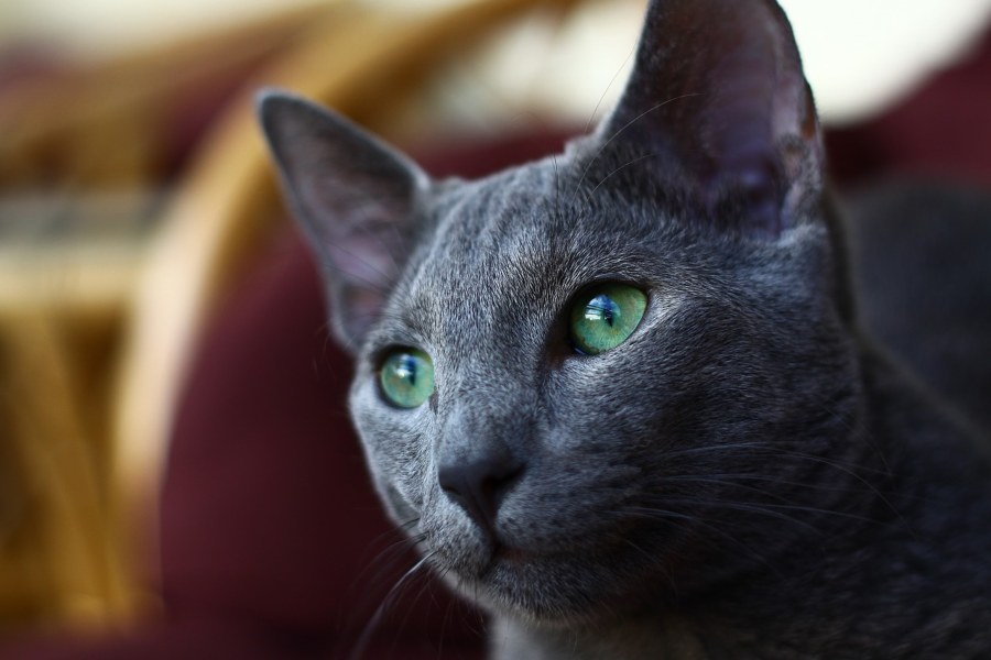 Gato azul ruso: características, cuidados y carácter