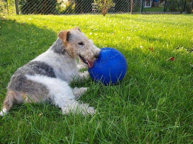 Esmerado En segundo lugar Funcionar Fox Terrier: Consejos, Cuidados y Características | Tiendanimal