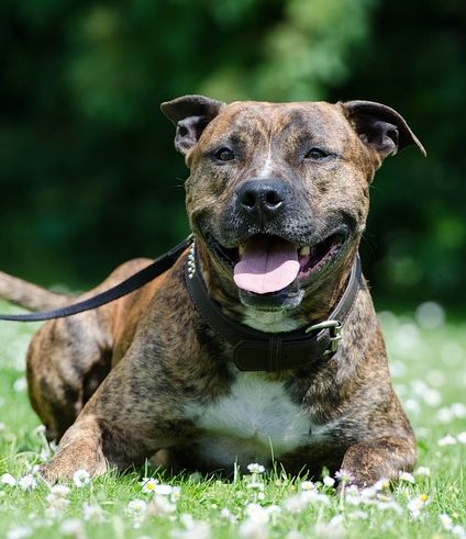 American Staffordshire Terrier Cuidados y Caracter sticas