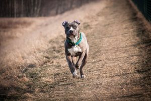 Raza American Staffordshire Terrier