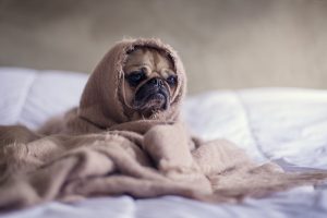 Descubre si los perros pasan frío y consejos para prevenirlo