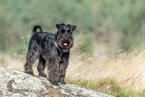 Guía con toda la información sobre el schnauzer en miniatura
