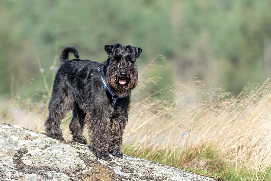 Guía con toda la información sobre el schnauzer en miniatura
