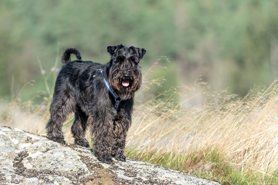 Schnauzer-Miniatura-Consejos-cuidados-y-caracteristicas