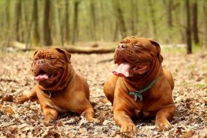 Guía informativa sobre la raza dogo de Burdeos